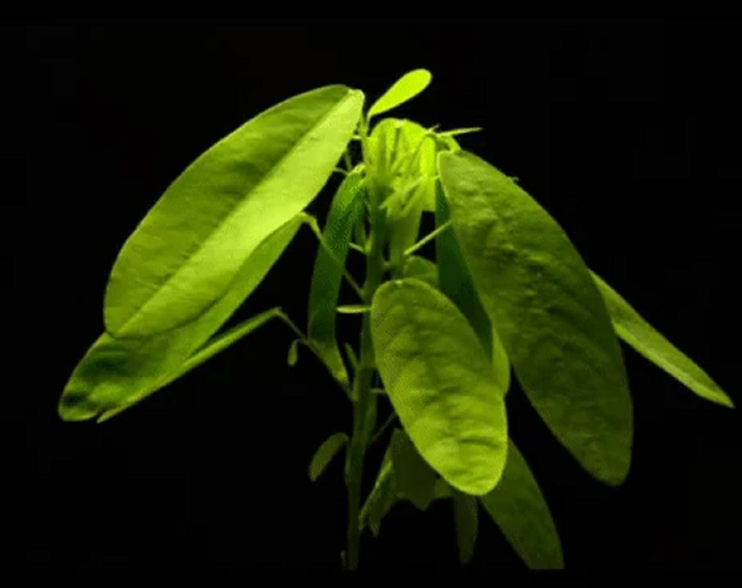 Độc lạ loài cây hễ nghe nhạc là "nhảy múa", ở Việt Nam có đầy- Ảnh 2. Độc lạ loài cây hễ nghe nhạc là "nhảy múa", ở Việt Nam có đầy- Ảnh 2.