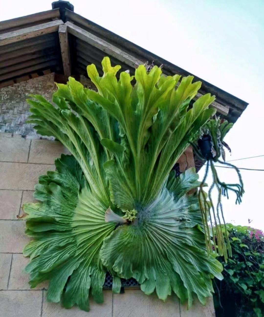 Cây cảnh bá đạo, lá càng to, lộc càng vượng, trồng trong nhà chiêu phúc, cầu may, nhà giàu ưa thích- Ảnh 9.