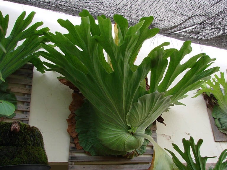 Cây cảnh bá đạo, lá càng to, lộc càng vượng, trồng trong nhà chiêu phúc, cầu may, nhà giàu ưa thích- Ảnh 8.