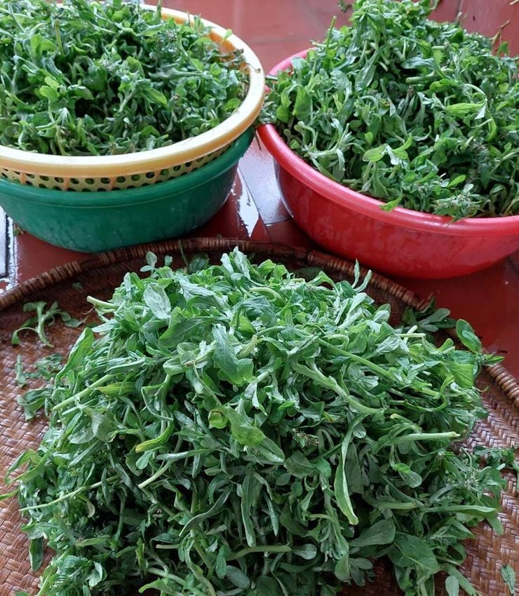 Rau này trước cho gà ăn nay làm thành món đặc sản ở thành phố- Ảnh 4. Rau này trước cho gà ăn nay làm thành món đặc sản ở thành phố- Ảnh 4.
