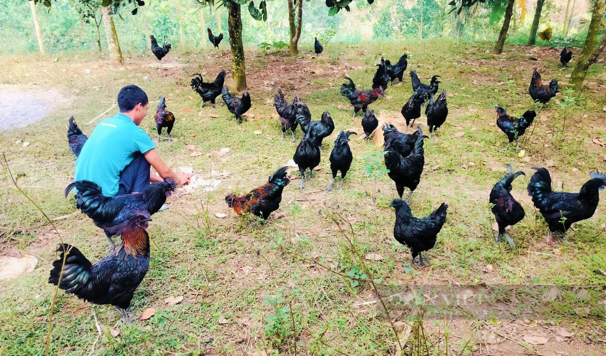 Ở Quế Phong của Nghệ An có con đặc sản đen từ xương đến thịt lại thơm, ngon, ngọt, ai ăn thử cũng mê- Ảnh 5.
