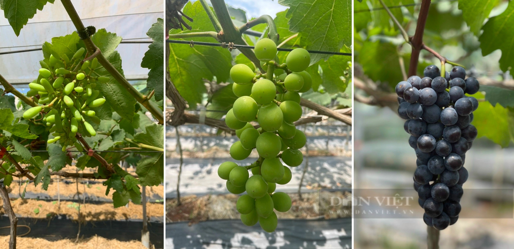 Một người mà dân gọi là ông “Thành điên” trồng nho lạ ở Lâm Đồng, hái cả tấn trái mà chả kịp bán- Ảnh 2.