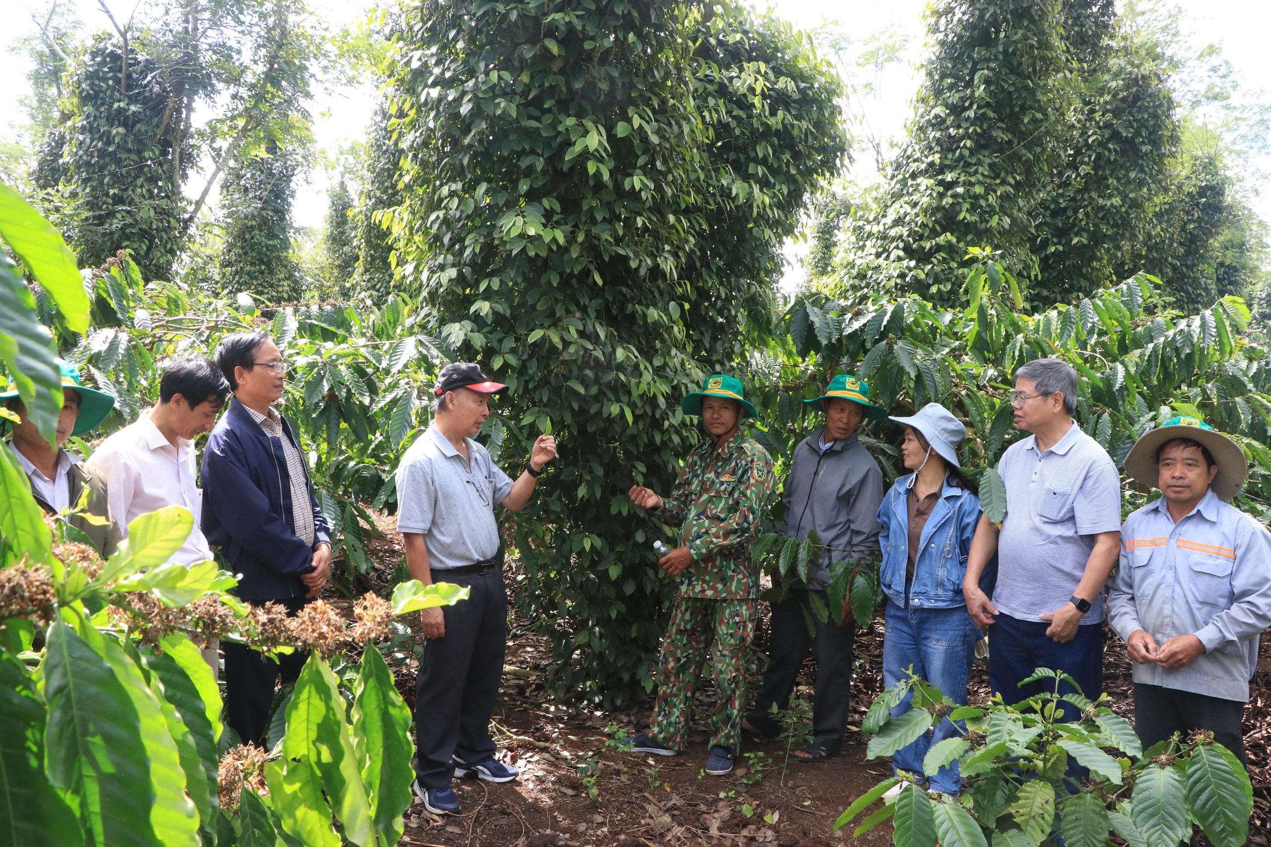 Cho cây hồ tiêu "kết duyên" cà phê, ông nông dân Đắk Lắk thu lợi kép- Ảnh 5.