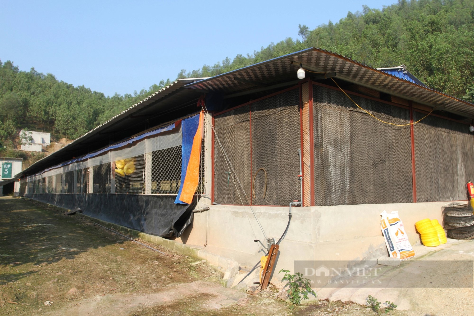 Kiểu nuôi gà của một nông dân Thái Nguyên lạ lắm, gà ăn ngon ngủ yên, khỏe thêm, nhanh lớn- Ảnh 2.