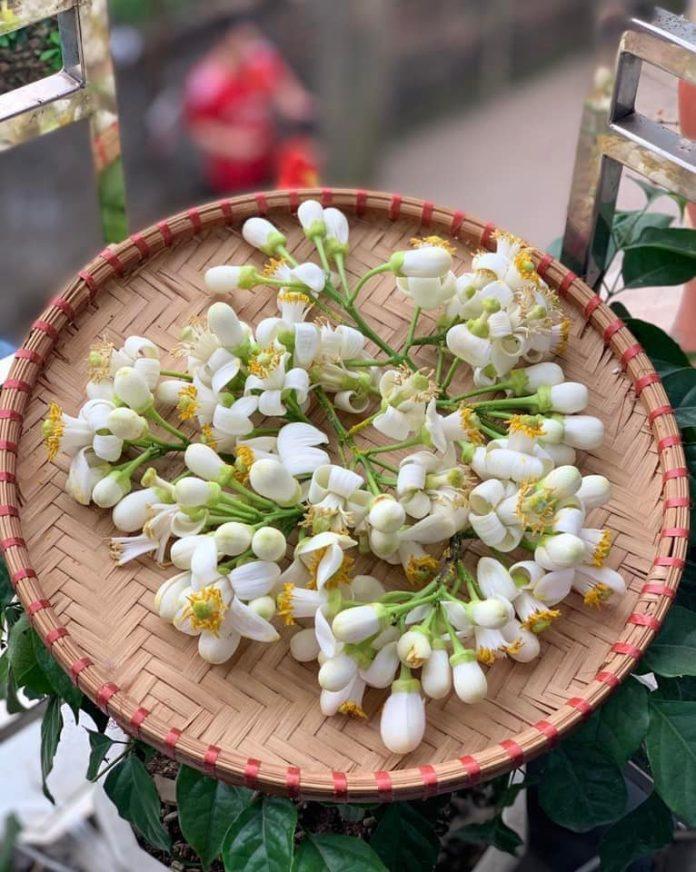 Tháng 3, mùa của loại hoa vừa thơm nhà, đẹp da, đem ngâm với mật ong được Đông Y coi là "báu vật"- Ảnh 2.