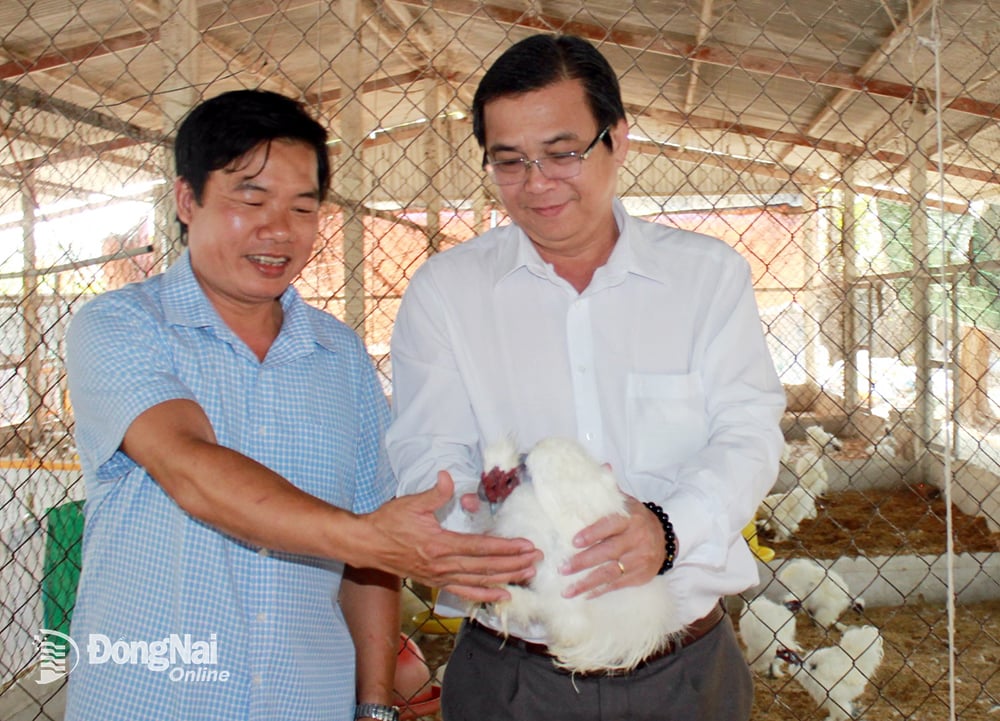 Loại gà nguy cơ tuyệt chủng, lông trắng như bông, mặt đen như than chì đang được Đồng Nai bảo tồn, nhân giống- Ảnh 1.