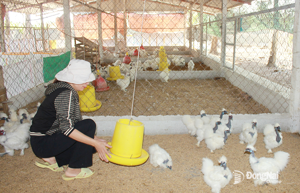 Loại gà nguy cơ tuyệt chủng, lông trắng như bông, mặt đen như than chì đang được Đồng Nai bảo tồn, nhân giống- Ảnh 2.