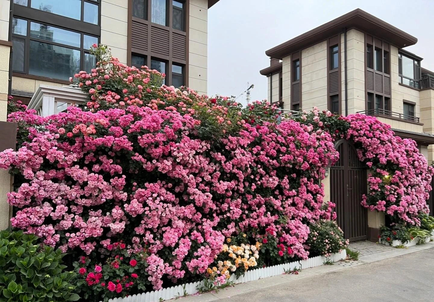 Cây cảnh phú quý như mây, "cỗ máy nổ hoa" suốt 4 mùa, bảo vệ gia đình, thu hút may mắn, tài lộc- Ảnh 1.