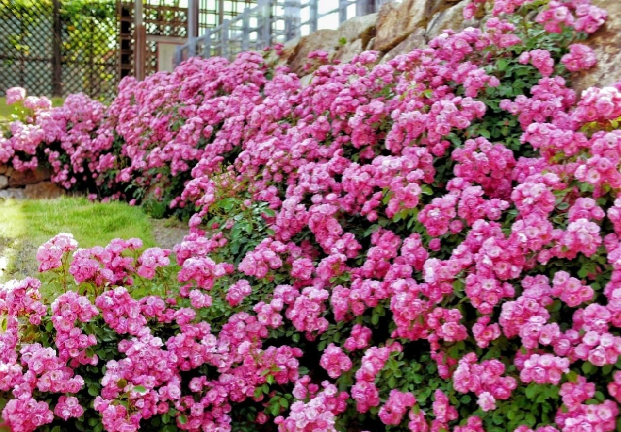 Cây cảnh phú quý như mây, "cỗ máy nổ hoa" suốt 4 mùa, bảo vệ gia đình, thu hút may mắn, tài lộc- Ảnh 10.