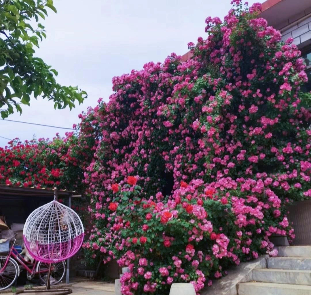 Cây cảnh phú quý như mây, "cỗ máy nổ hoa" suốt 4 mùa, bảo vệ gia đình, thu hút may mắn, tài lộc- Ảnh 12.