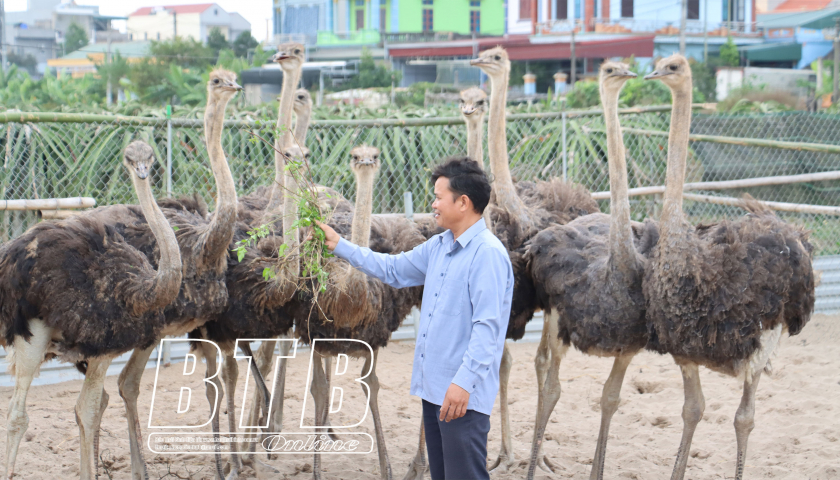 Nuôi loài chim khổng lồ chả biết bay mà chạy nhanh hơn ngựa, ông nông dân Thái Bình tự trả lương cao - Ảnh 1.