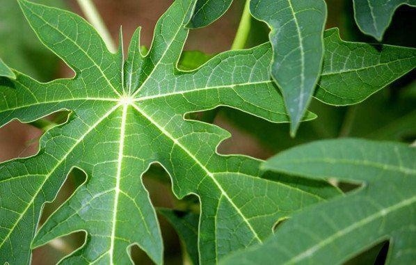Không ngờ nước chiết xuất từ lá này lại có nhiều tác dụng chữa bệnh đến vậy, ai cũng có thể áp dụng- Ảnh 7.