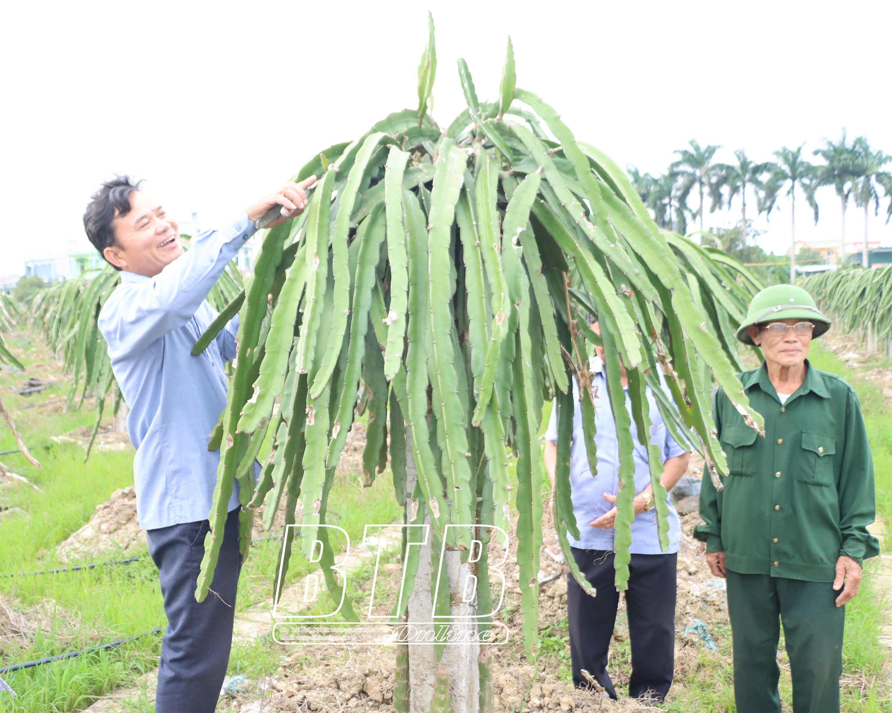 Nuôi loài chim khổng lồ chả biết bay mà chạy nhanh hơn ngựa, ông nông dân Thái Bình tự trả lương cao - Ảnh 2.
