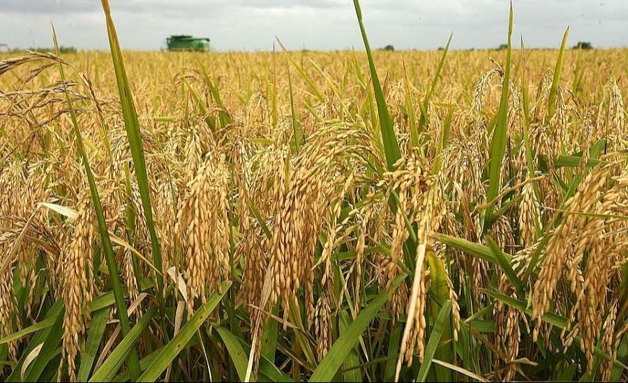 Giá lúa gạo hôm nay 8/3/2024: Giá lúa RVT và ST24 tăng mạnh 700 – 1.000 đồng/kg- Ảnh 2. Giá lúa gạo hôm nay 8/3/2024: Giá lúa RVT và ST24 tăng mạnh 700 – 1.000 đồng/kg- Ảnh 2.