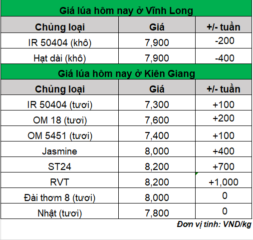 Giá lúa gạo hôm nay 8/3/2024: Giá lúa RVT và ST24 tăng mạnh 700 – 1.000 đồng/kg- Ảnh 1. Giá lúa gạo hôm nay 8/3/2024: Giá lúa RVT và ST24 tăng mạnh 700 – 1.000 đồng/kg- Ảnh 1.