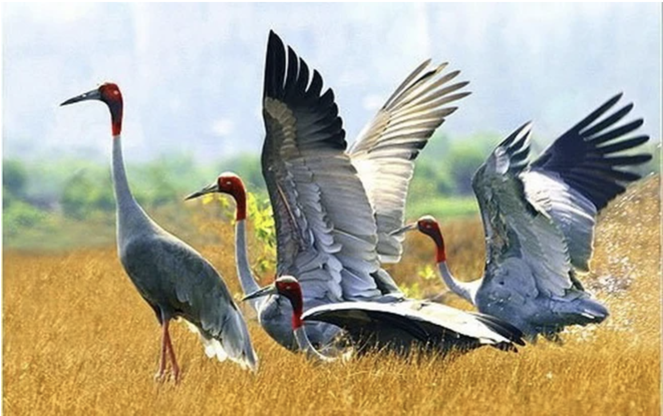 Đàn sếu đầu đỏ hoang dã nằm trong sách đỏ bất ngờ bay về Tràm Chim, người dân ngỡ ngàng vội chụp ảnh, quay clip- Ảnh 1.