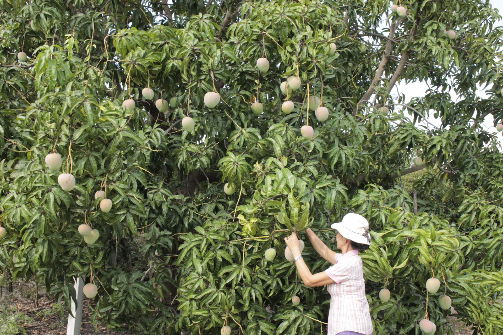 Cam Lâm (Khánh Hòa): Tổng dư nợ trên 580 tỷ đồng- Ảnh 1.