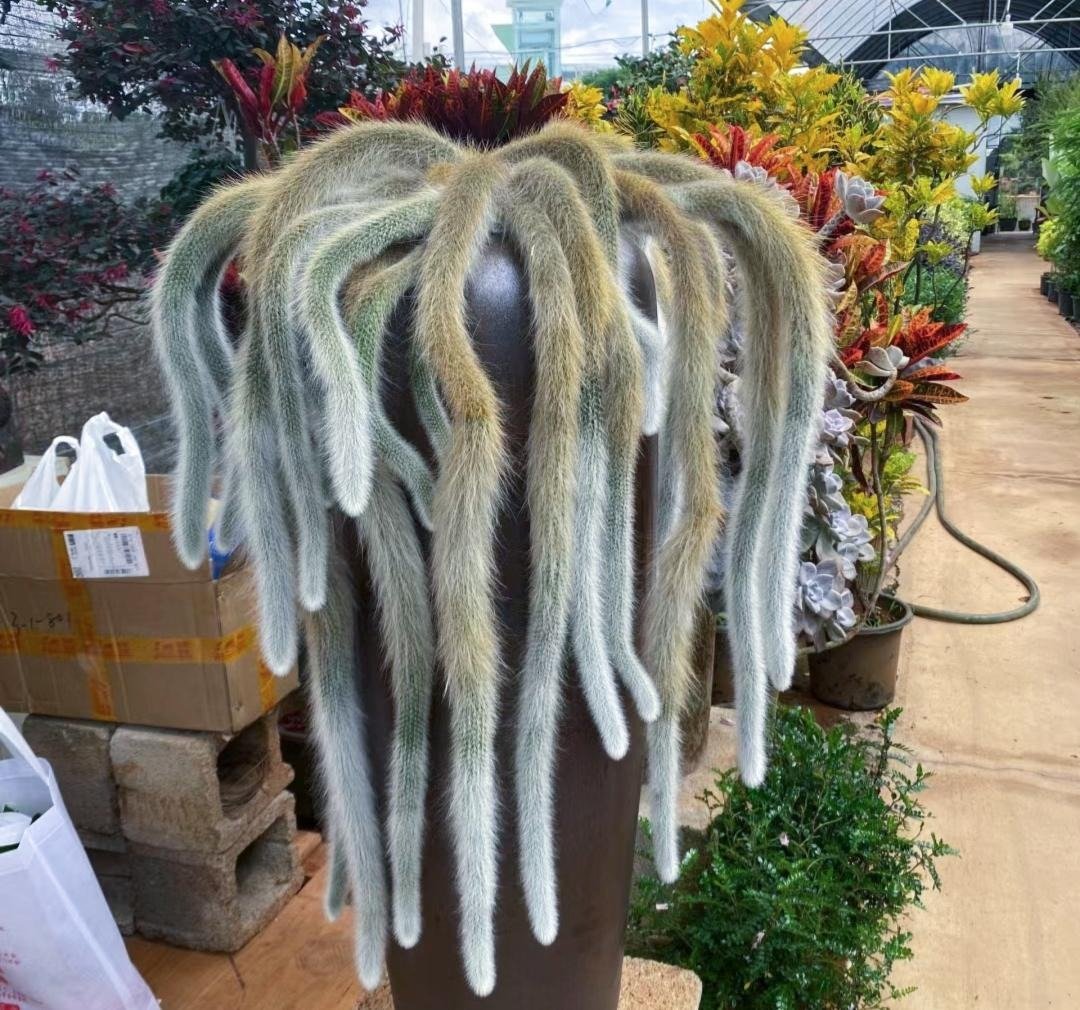Cây cảnh hồ ly mê hoặc, như bước ra từ cổ tích, cầu phúc lộc, tình duyên cho gia chủ- Ảnh 11.