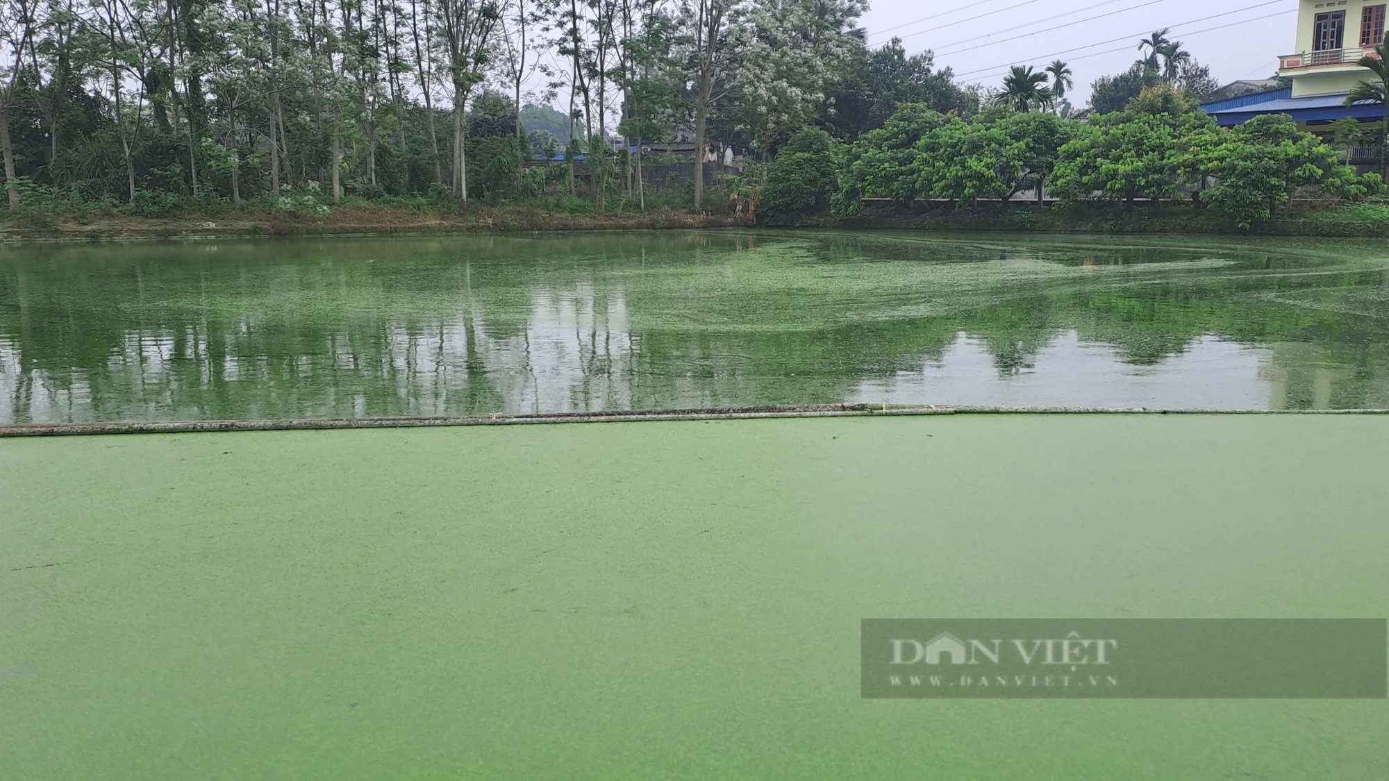 Trồng loại quả ngon, nuôi con đặc sản, một ông nông dân Thái Nguyên tự trả lương cao từ vườn-ao-chuồng- Ảnh 3.