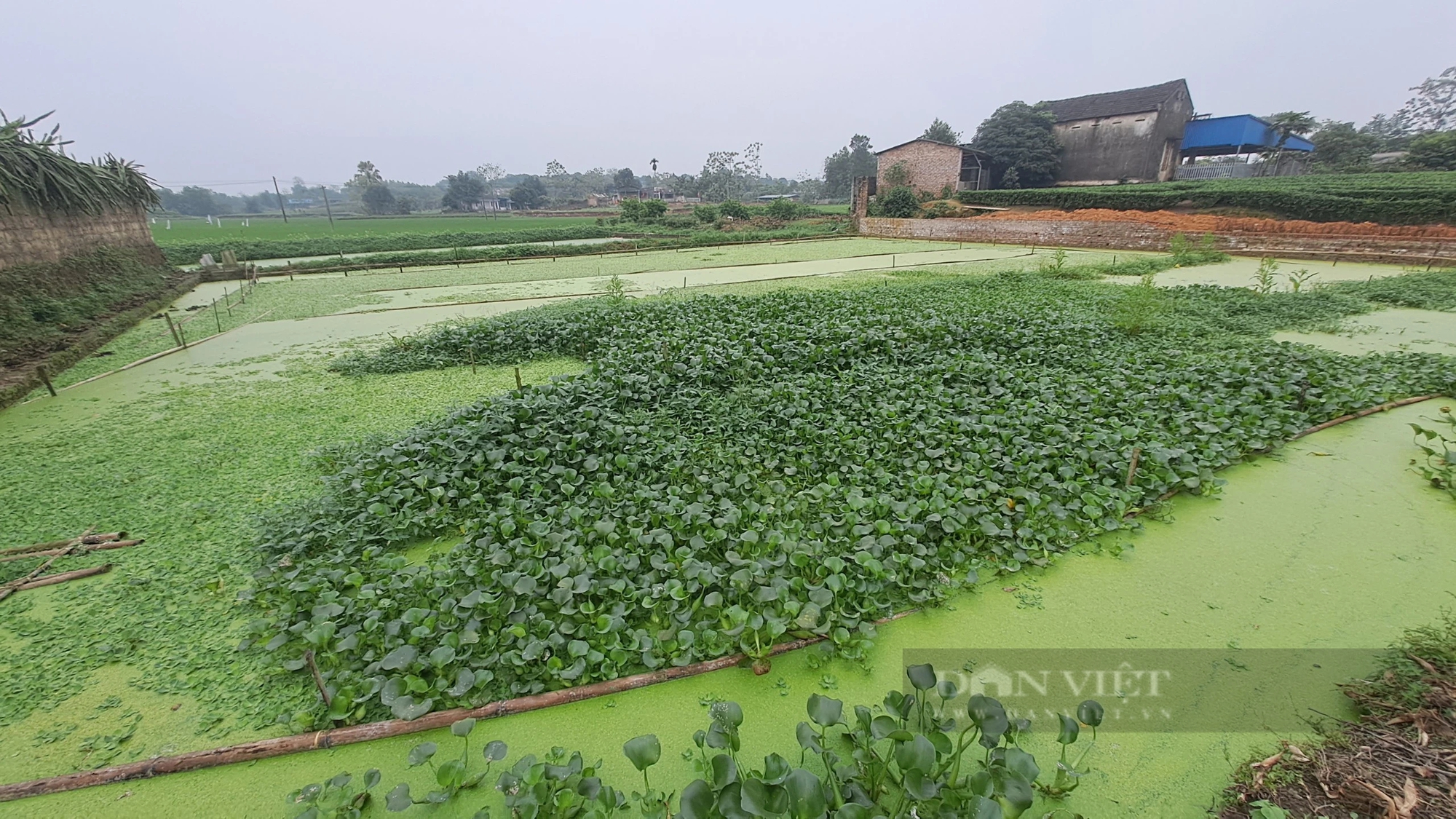 Trồng loại quả ngon, nuôi con đặc sản, một ông nông dân Thái Nguyên tự trả lương cao từ vườn-ao-chuồng- Ảnh 5.