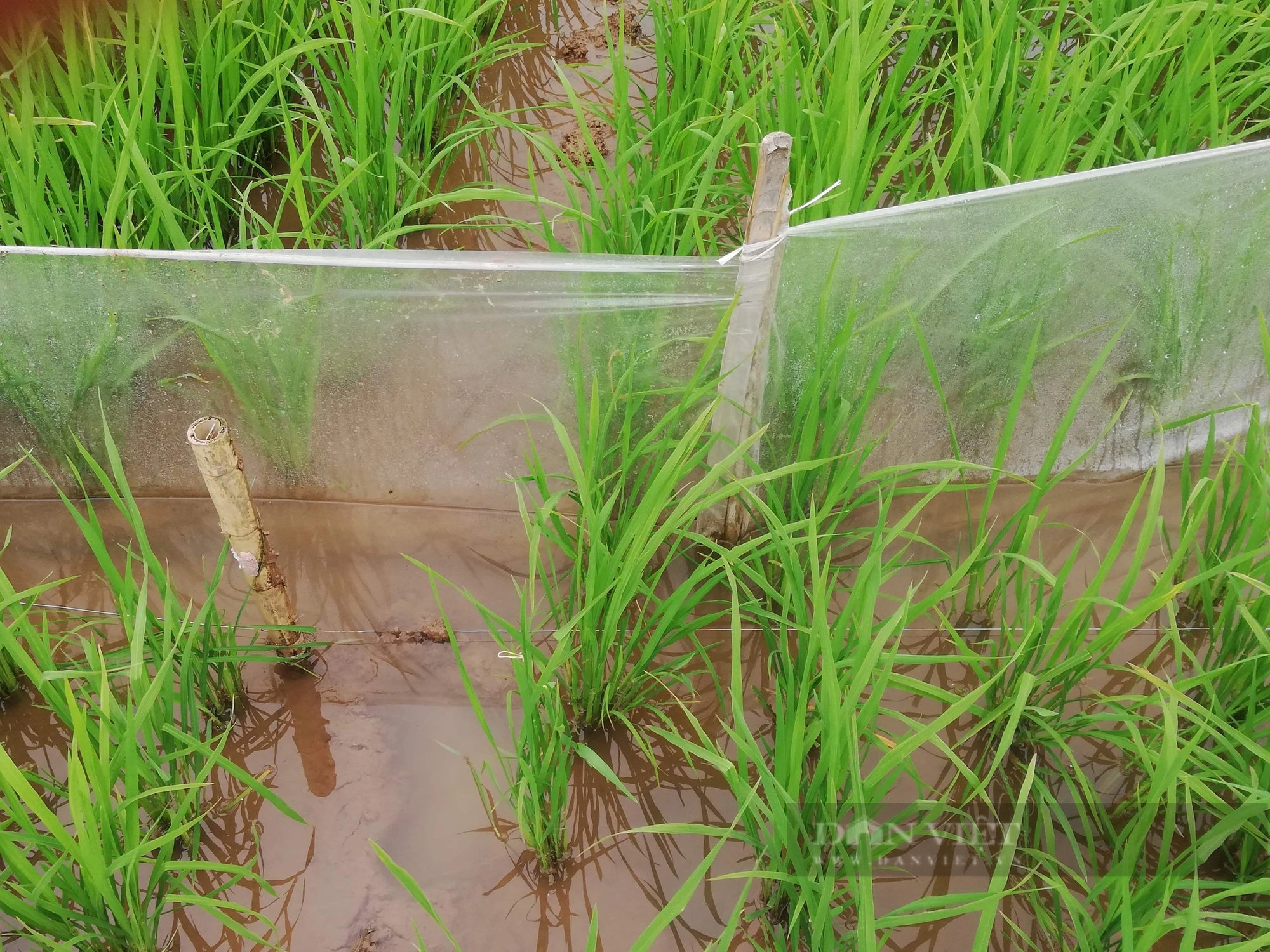 Báo động nguy hiểm ở Nam Định, vẫn còn tình trạng dân diệt chuột bằng cách chăng dây điện ra đồng- Ảnh 2.