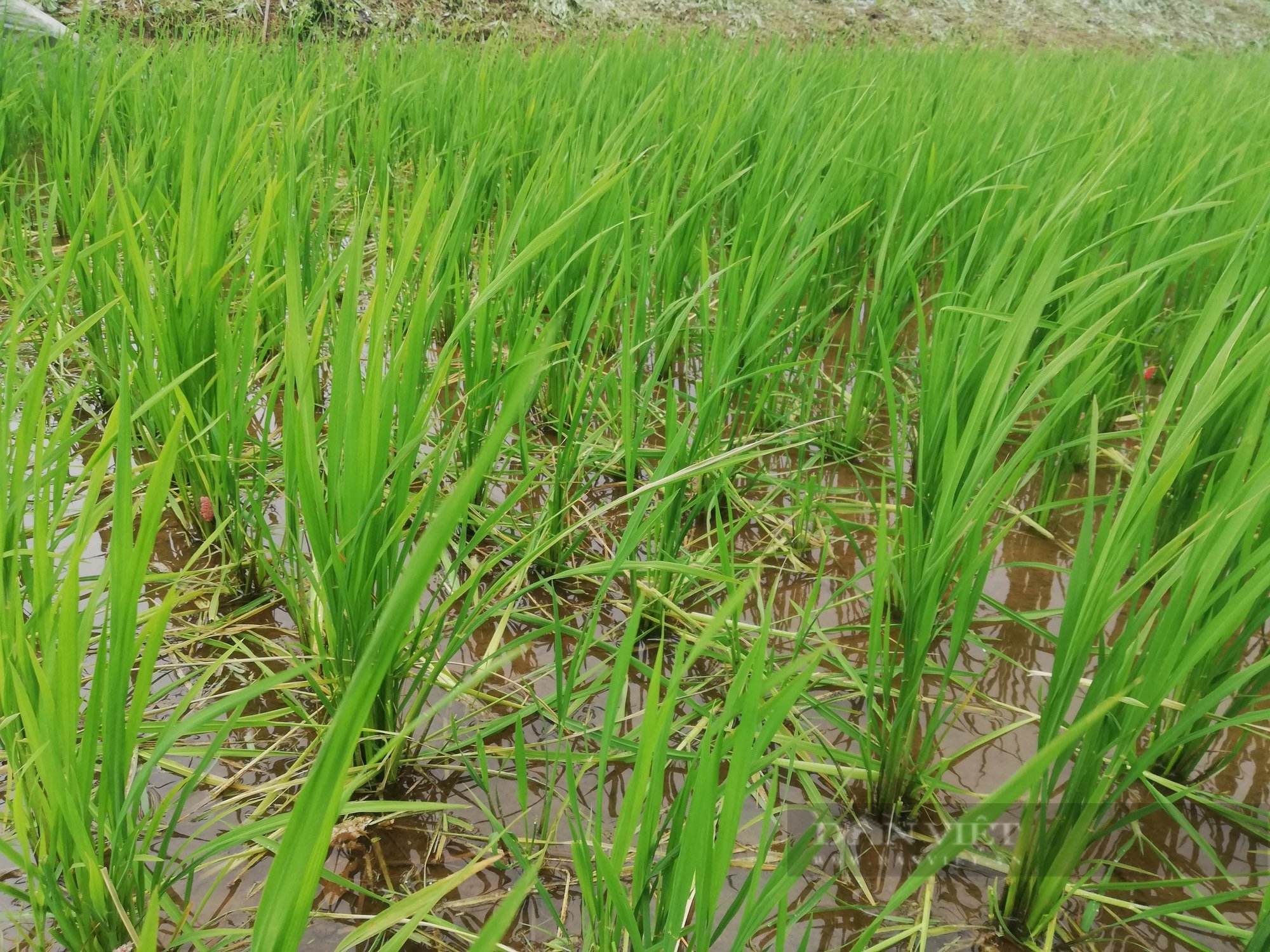Báo động nguy hiểm ở Nam Định, vẫn còn tình trạng dân diệt chuột bằng cách chăng dây điện ra đồng- Ảnh 3.