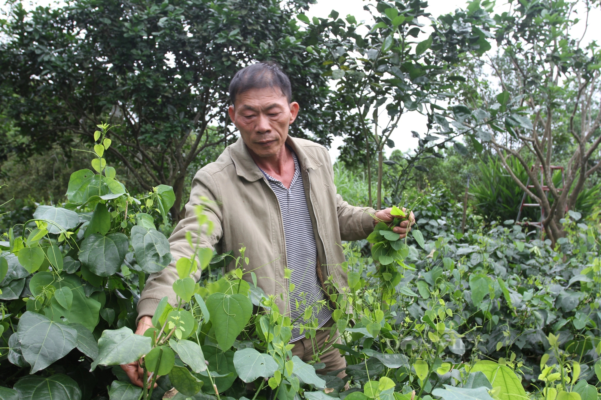 Trồng rau rừng đặc sản, xào thơm phức, nhà ông nông dân Thái Nguyên rủng rỉnh tiền tiêu là có thật- Ảnh 1.