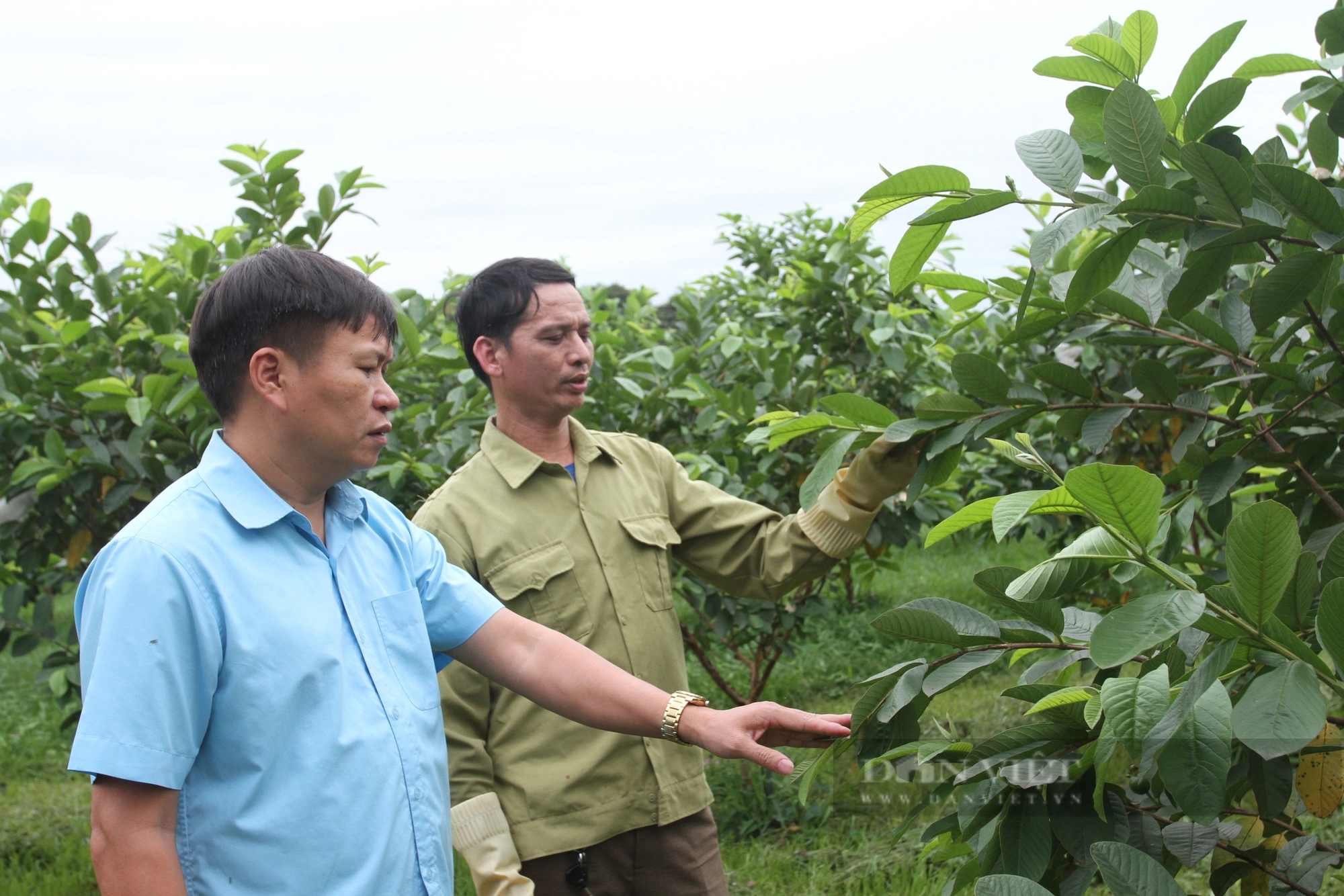 Trồng cây ăn trái, kèm loài vật nuôi chả phải cho ăn , một chi hội trưởng ở Thái Nguyên thu nửa tỷ/năm- Ảnh 4.