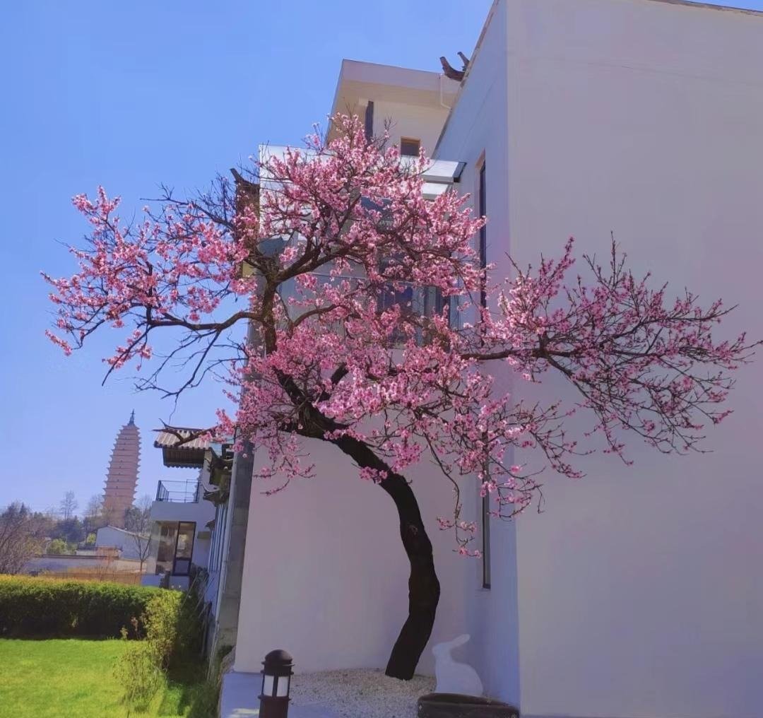 Nhà giàu thích trồng 6 cây cảnh này, hoa đẹp, quả ngon, gia đình phú quý càng thêm thịnh vượng- Ảnh 14.