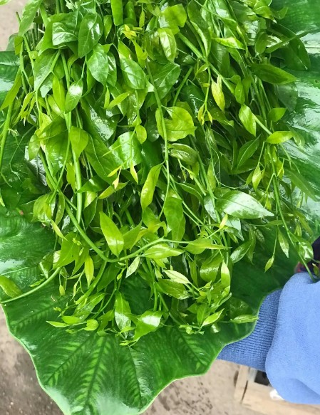 Loại rau đắt ngang thịt bò, ăn ngọt như mì chính, cực kỳ bổ dưỡng- Ảnh 2. Loại rau đắt ngang thịt bò, ăn ngọt như mì chính, cực kỳ bổ dưỡng- Ảnh 2.