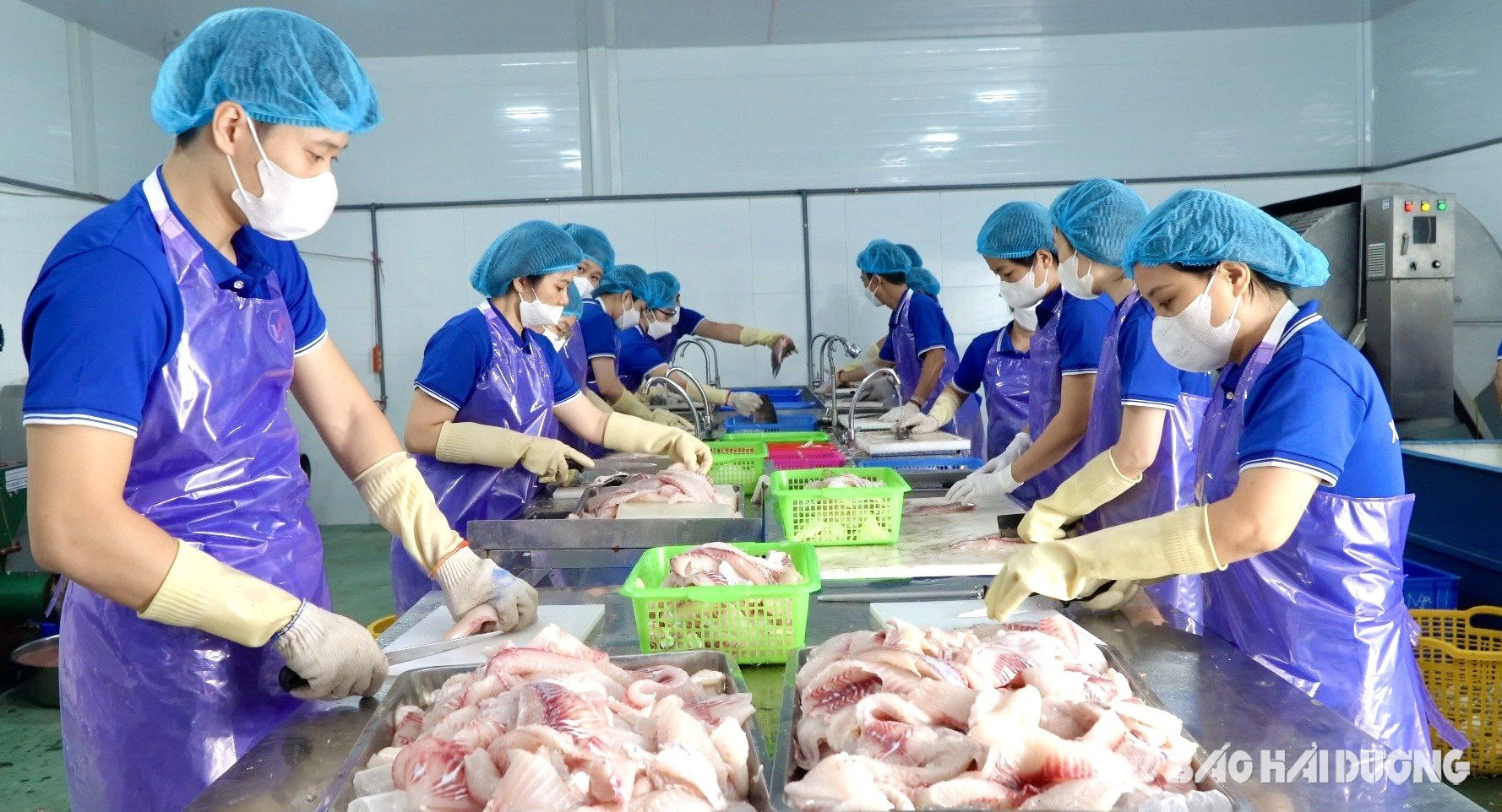 Chế biến loài cá dễ nuôi, nhanh lớn thành đủ loại chả ngon, một hợp tác xã ở Hải Dương lãi 7 tỷ đồng- Ảnh 1.