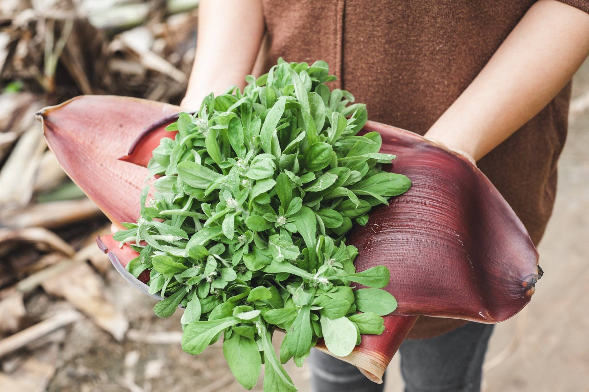 Loại rau dại xưa hay cho lợn ăn, nay thành đặc sản "lạ" 500.000 đồng/kg- Ảnh 1. Loại rau dại xưa hay cho lợn ăn, nay thành đặc sản "lạ" 500.000 đồng/kg- Ảnh 1.