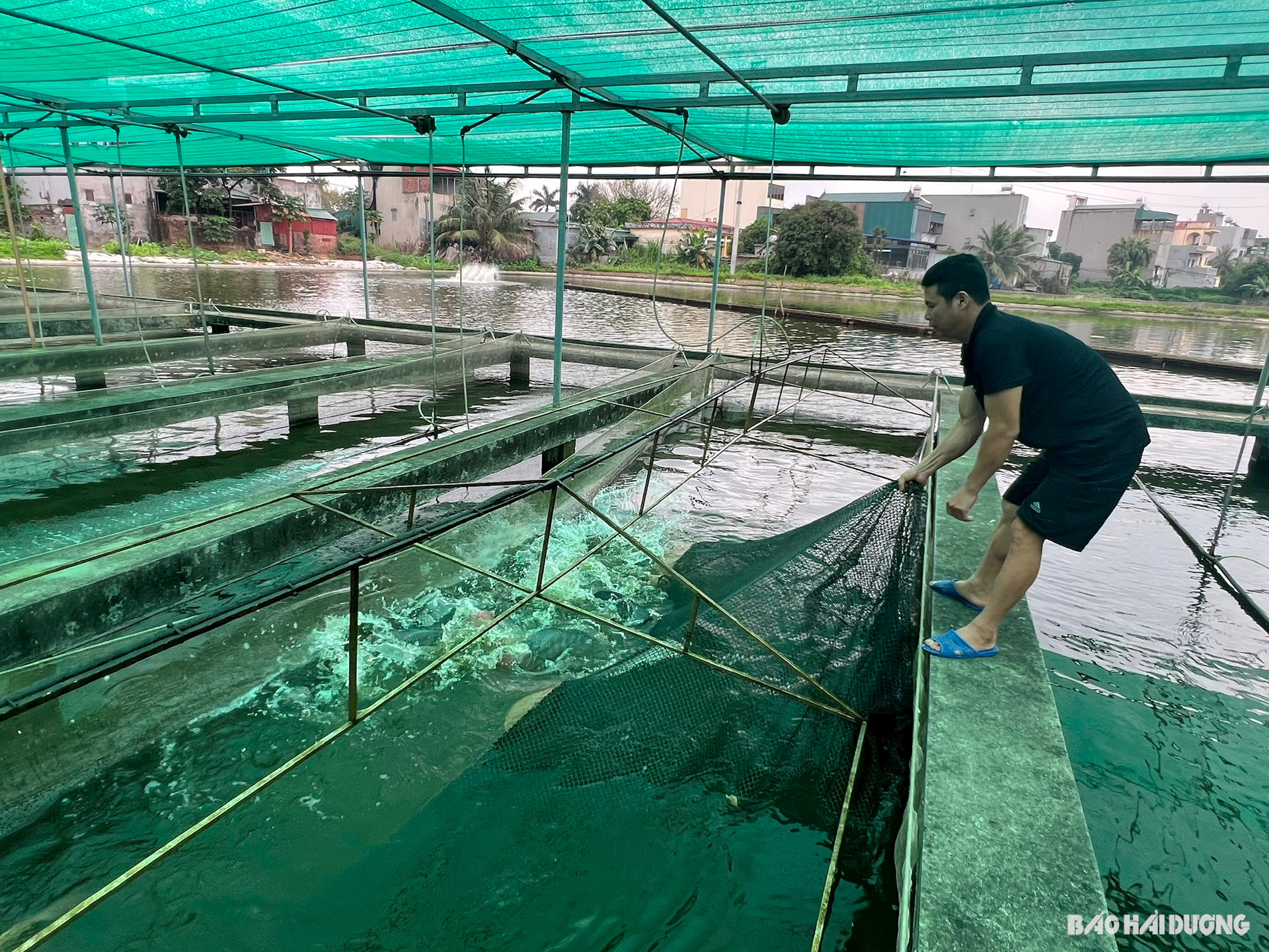 Chế biến loài cá dễ nuôi, nhanh lớn thành đủ loại chả ngon, một hợp tác xã ở Hải Dương lãi 7 tỷ đồng- Ảnh 2.