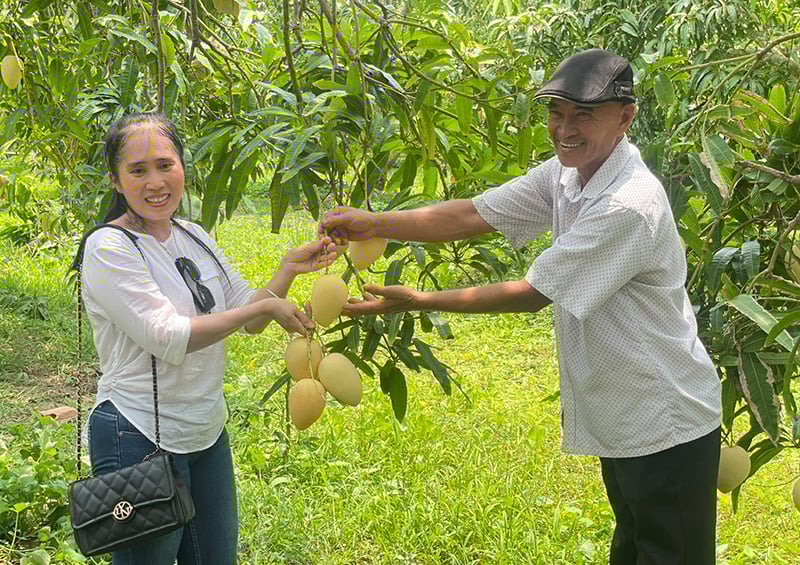 Dưới những tán xoài, nông dân một xã của tỉnh Đồng Tháp nuôi thỏ, gà, trồng rau mà thu lãi khá - Ảnh 2.