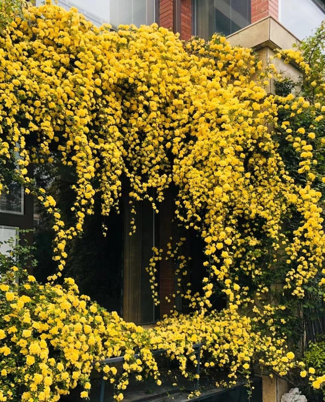 6 cây cảnh nhất định phải trồng nếu có sân, thác hoa trên trời rơi xuống, cuộc sống như, thơ mộng- Ảnh 20.