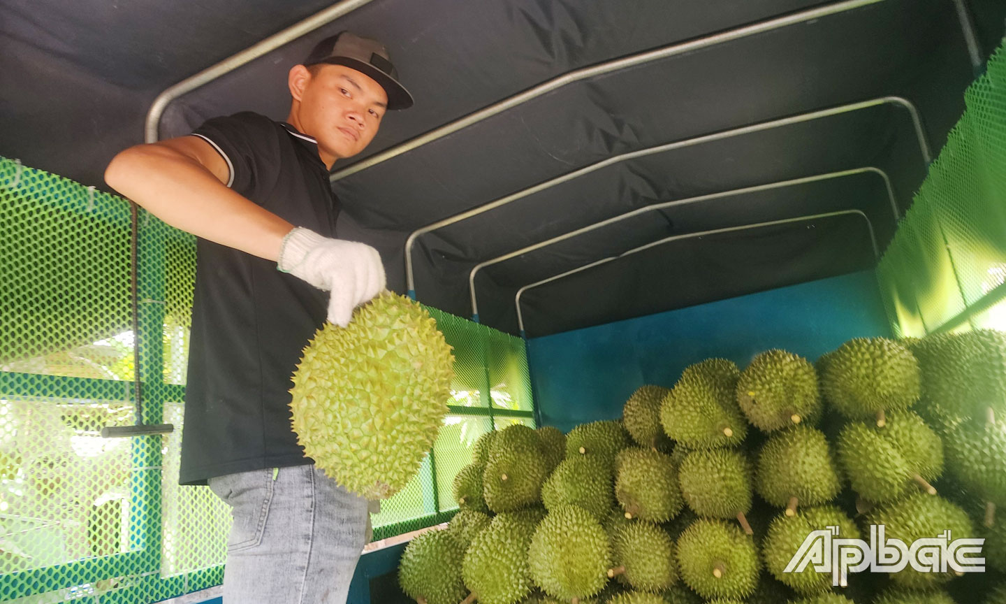 Giá sầu riêng tại một tỉnh ở miền Tây bất ngờ giảm mạnh, nhà vườn lo ngay ngáy - Ảnh 2.