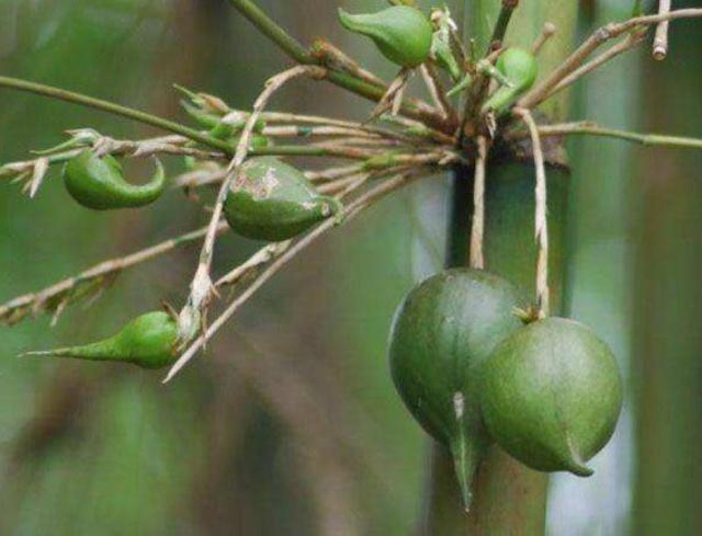Thứ quả “độc lạ” 50 năm mới kết trái 1 lần, ở Việt Nam “quý hơn vàng”- Ảnh 2. Thứ quả “độc lạ” 50 năm mới kết trái 1 lần, ở Việt Nam “quý hơn vàng”- Ảnh 2.