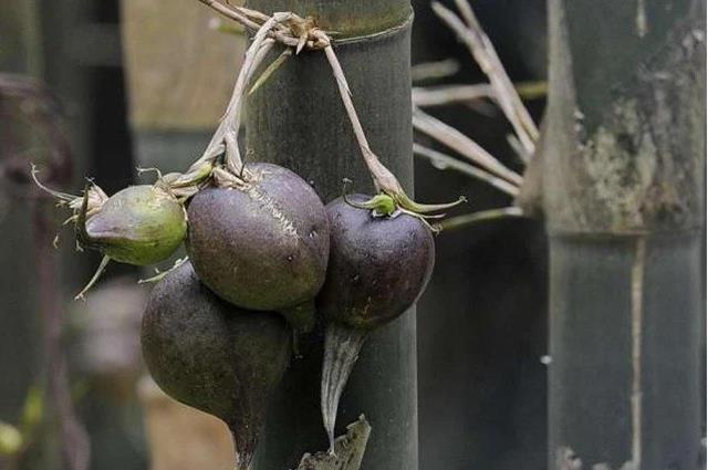 Thứ quả “độc lạ” 50 năm mới kết trái 1 lần, ở Việt Nam “quý hơn vàng”- Ảnh 3. Thứ quả “độc lạ” 50 năm mới kết trái 1 lần, ở Việt Nam “quý hơn vàng”- Ảnh 3.