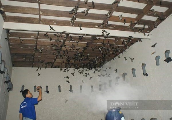 Sắp diễn ra ngày hội của những nông dân nuôi loài chim tiền tỷ ở Bình Phước- Ảnh 4.