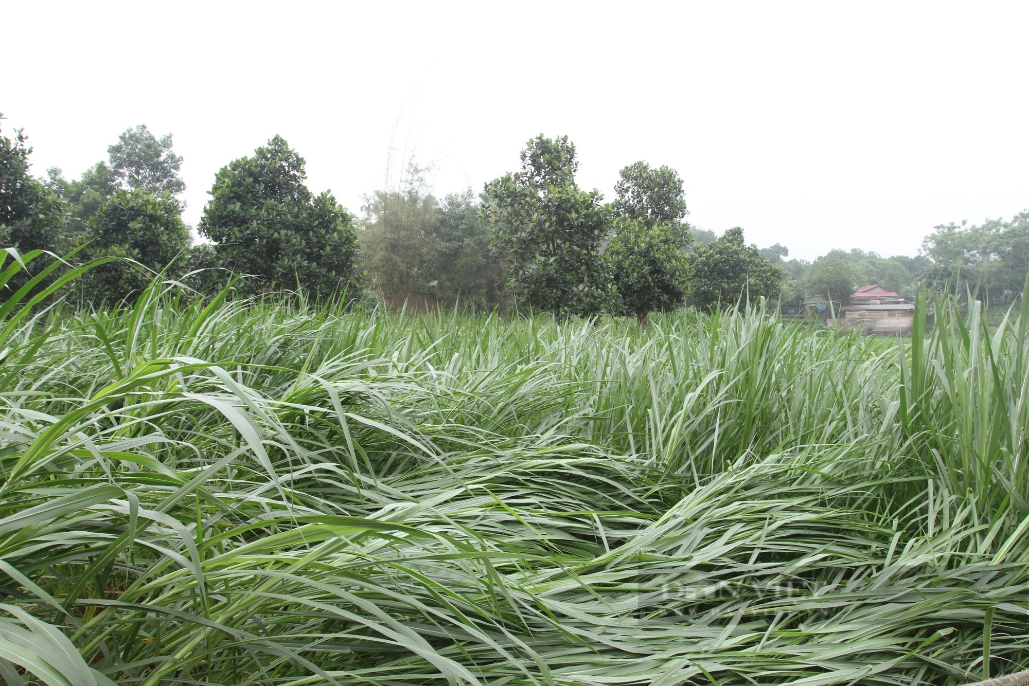 Nuôi loại con mọc sừng quý, trồng thứ cây nở hoa quý, một ông nông dân Thái Nguyên phát tài- Ảnh 3.