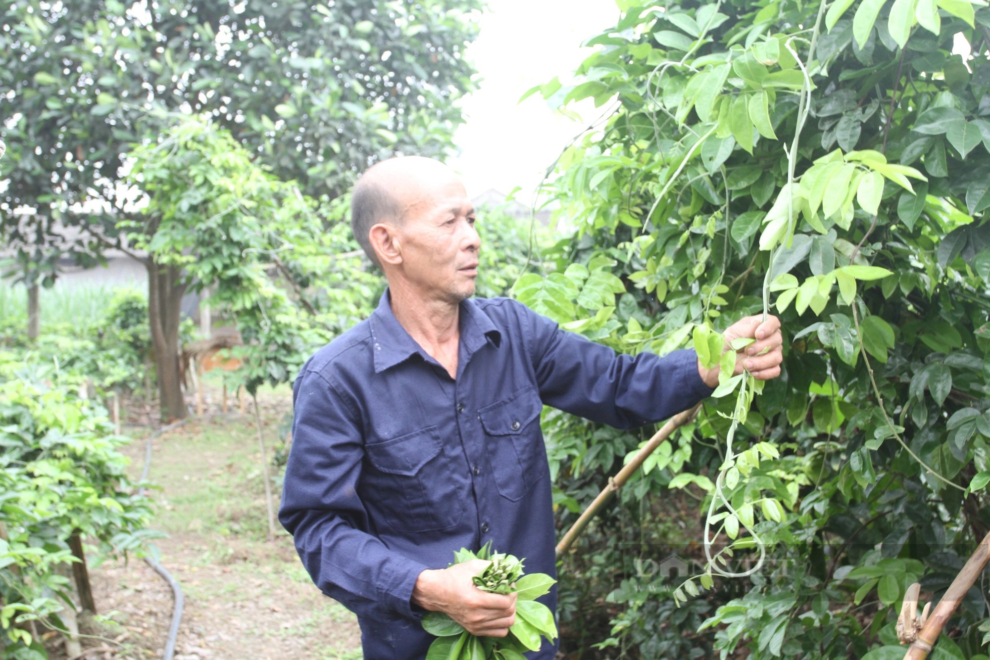Nuôi loại con mọc sừng quý, trồng thứ cây nở hoa quý, một ông nông dân Thái Nguyên phát tài- Ảnh 5.