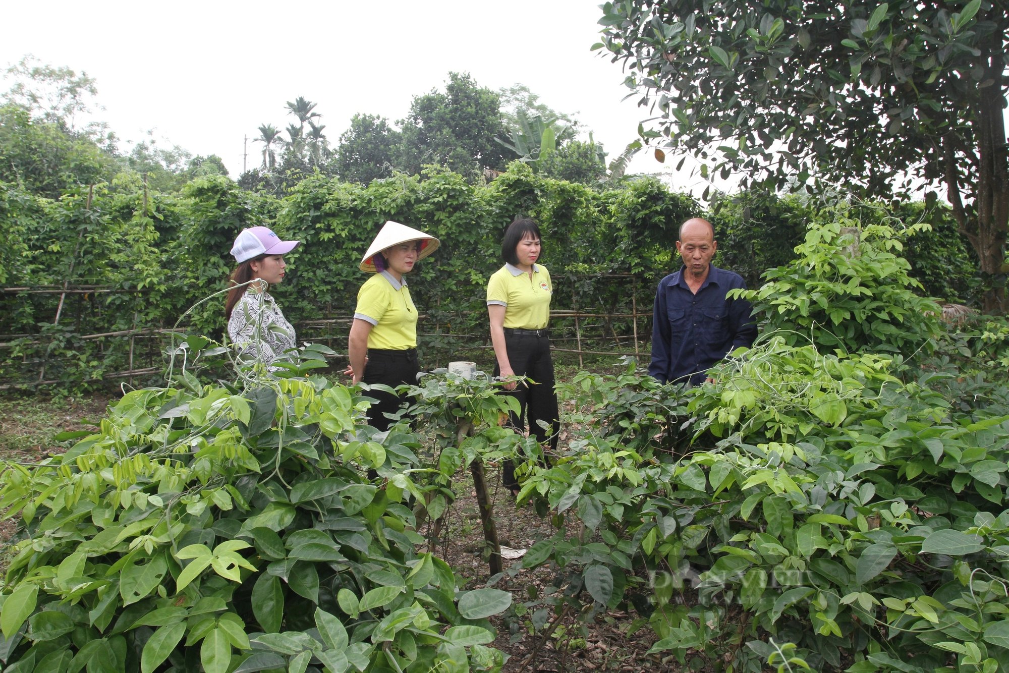 Nuôi loại con mọc sừng quý, trồng thứ cây nở hoa quý, một ông nông dân Thái Nguyên phát tài- Ảnh 9.