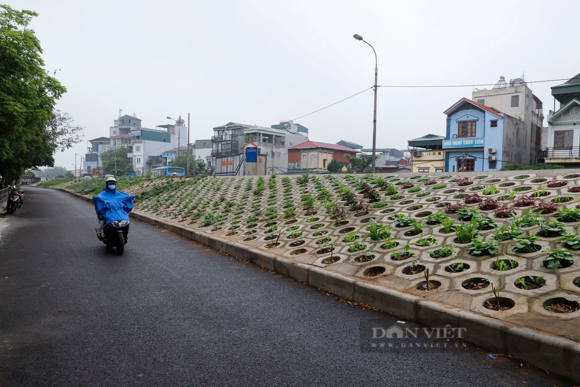 Những luống rau xanh "mát mắt" trên triền đê, người dân cứ mở cửa nhà là có rau ăn- Ảnh 1.