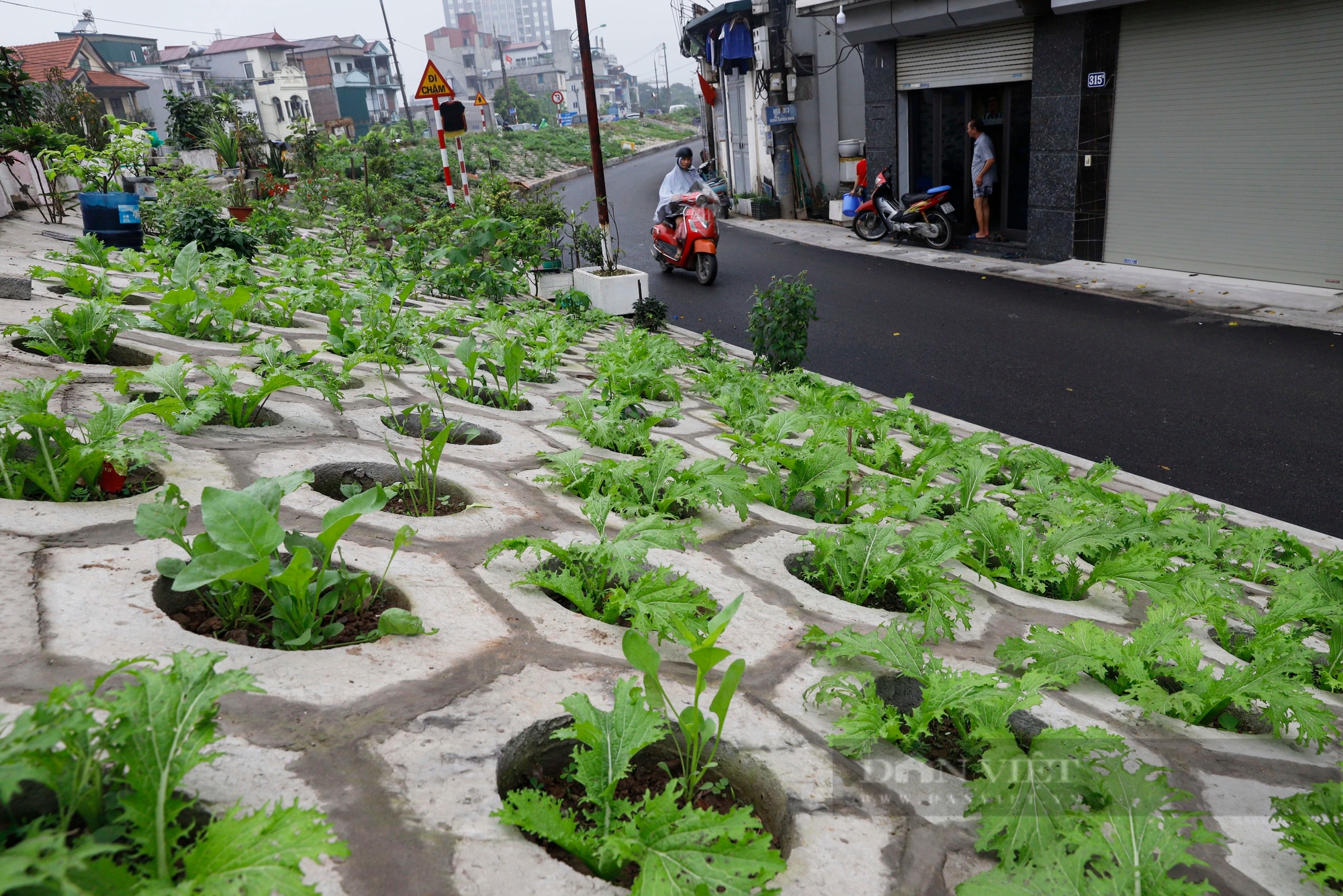 Những luống rau xanh "mát mắt" trên triền đê, người dân cứ mở cửa nhà là có rau ăn- Ảnh 3.