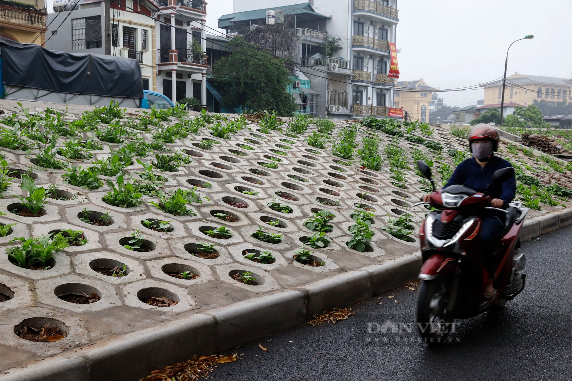 Những luống rau xanh "mát mắt" trên triền đê, người dân cứ mở cửa nhà là có rau ăn- Ảnh 7.