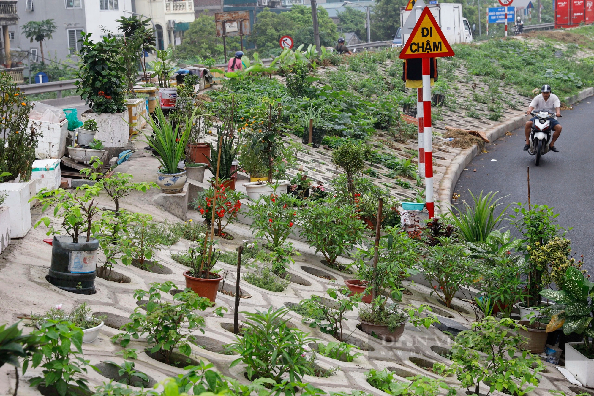 Những luống rau xanh "mát mắt" trên triền đê, người dân cứ mở cửa nhà là có rau ăn- Ảnh 8.