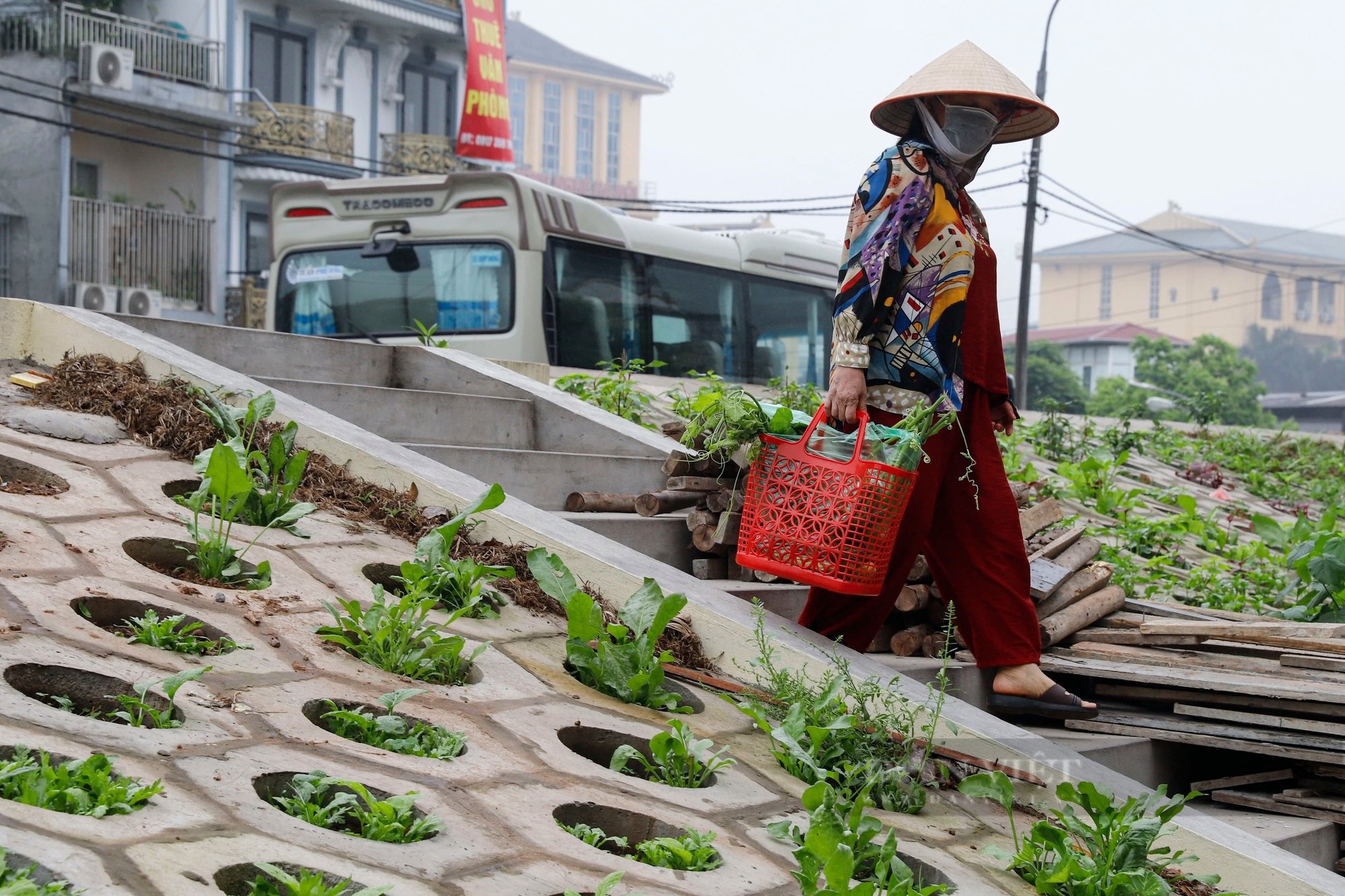 Những luống rau xanh "mát mắt" trên triền đê, người dân cứ mở cửa nhà là có rau ăn- Ảnh 9.