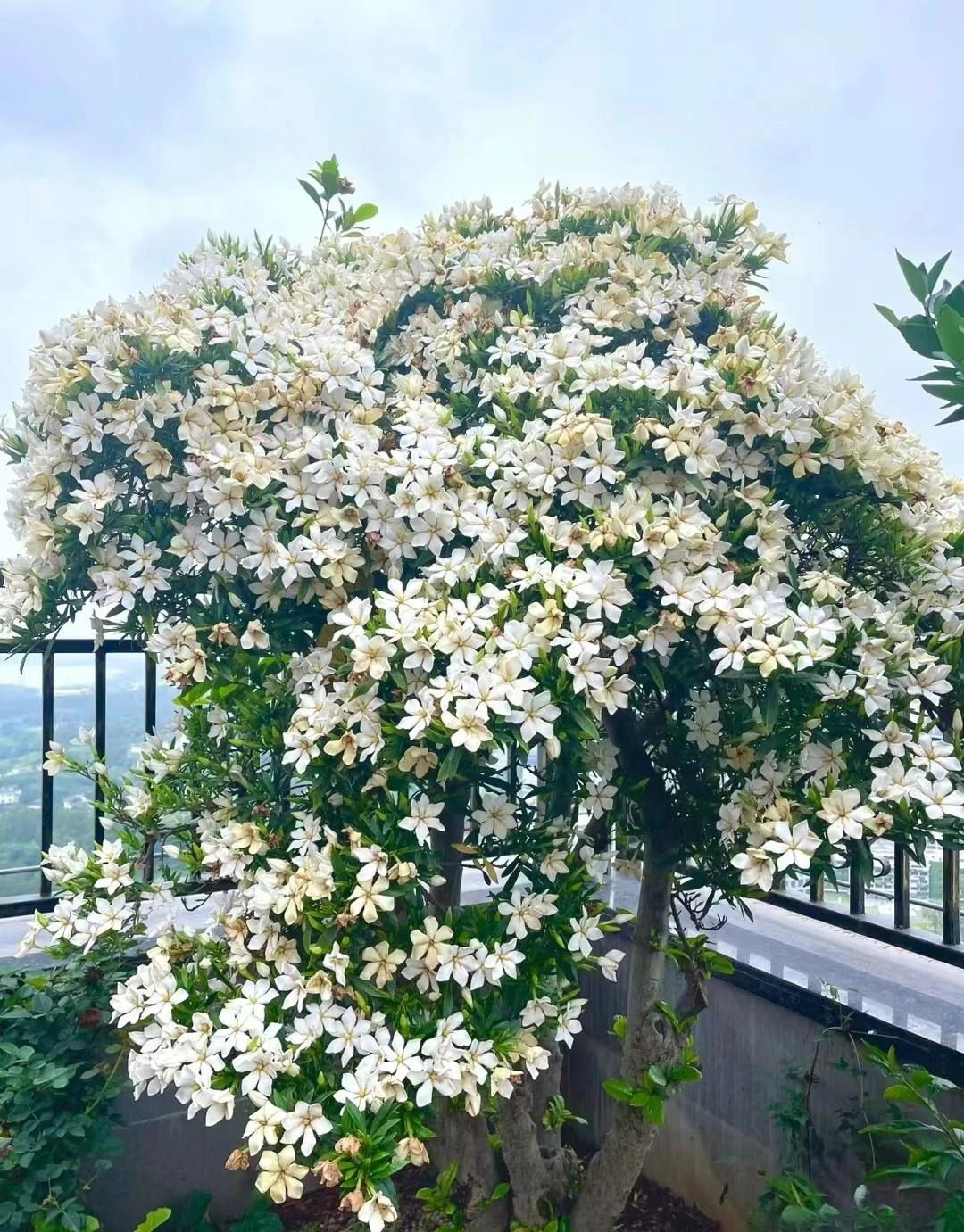Nhà giàu thích trồng 5 cây cảnh phong thủy có hương hoa cực phẩm, giúp thu hút may mắn, tài lộc- Ảnh 4.