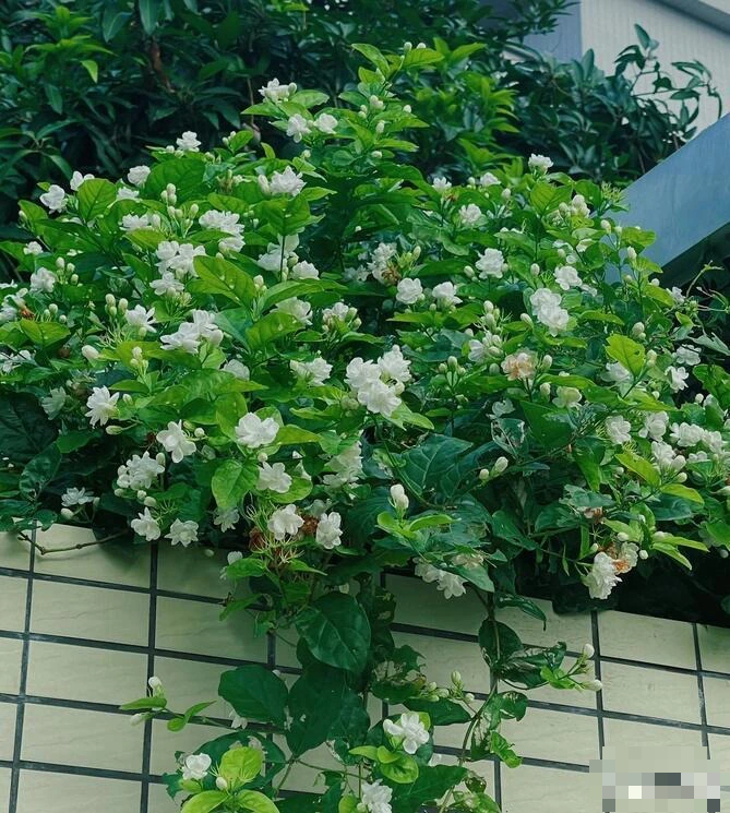 Nhà giàu thích trồng 5 cây cảnh phong thủy có hương hoa cực phẩm, giúp thu hút may mắn, tài lộc- Ảnh 8.