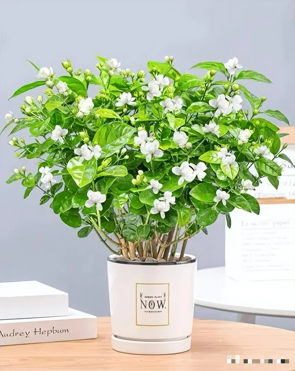 Nhà giàu thích trồng 5 cây cảnh phong thủy có hương hoa cực phẩm, giúp thu hút may mắn, tài lộc- Ảnh 9.